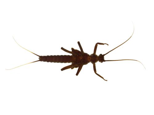 Winter Stonefly Larvae